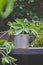 The long view of a solo old tin mug on the overgrown garden table