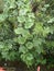 Long vines of ridge gourd green vegetables