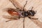 Long-waisted Honey Wasp