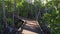 Long walk on a boardwalk in the forest in Australia, dolly in