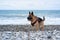 Long walk with service dog in nature. German Shepherd black and red color dressed in harness and muzzle stands on beach next to