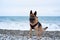 Long walk with service dog in nature. German Shepherd black and red color dressed in harness and muzzle stands on beach next to