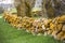 Long wall of rocks with yellow moss