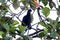 Long-wattled Umbrellabird (Cephalopterus penduliger) in Equador