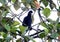 Long-wattled Umbrellabird (Cephalopterus penduliger) in Equador