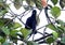 Long-wattled Umbrellabird (Cephalopterus penduliger) in Equador