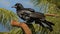 Long-wattled umbrellabird perched on a branch in the forest. Generative Ai