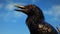 Long-wattled umbrellabird perched on a branch in the forest. Generative Ai