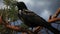 Long-wattled umbrellabird perched on a branch in the forest. Generative Ai