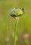 long-whiskered golden moth in dew, on a flower. Nemophora metallica