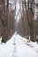 Long white alley with walking people is in wintry urban park, snow on earth only, naked trees
