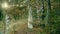 Long white wedding dress hangs on the pine tree in a clearing in the woods.