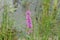 Long wild pink flower among green grass