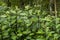 Long wild plants forming a beautiful texture background