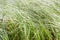 Long wind green grass pattern texture
