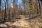 A long winding dirt trail in the forest surrounded by gorgeous tall thin lush green pine trees in the forest