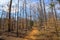 A long winding dirt trail in the forest surrounded by gorgeous tall thin lush green pine trees in the forest