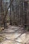 A long winding dirt trail in the forest surrounded by gorgeous tall thin lush green pine trees in the forest