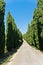 Long winding road surrounded on both sides with cypress trees, near Vinci, Tuscany