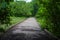 A long winding wooded bridge in the forest surrounded by lush green trees and plants on the Doll`s Head Trail at Constitution Lake