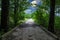 A long winding wooded bridge in the forest surrounded by lush green trees and plants on the Doll`s Head Trail at Constitution Lake