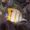 Long-winged butterfly fish, Chelmon rostratus, among the corals at the bottom of the aquarium. Marine life