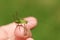 A Long Winged Cone-head Cricket, Conocephalus fuscus, sitting on a persons finger.