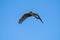 Long winged Harrier in flight,