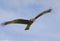 Long-winged Harrier Hunting