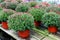 Long wood shelves with bright and colorful hardy mums and other plants for sale