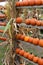 Long wood shelving area at local nursery with hundreds of pumpkins on display