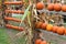 Long wood shelving area at local nursery with hundreds of pumpkins on display