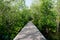 Long wooden boardwalk toward the deep mangrove forest in the sunny day