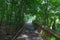 A long wooden footpath through the forest surrounded by lush green trees on the Doll`s Head Trail at Constitution Lakes