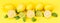 Long yellow background with fruit lemons, and mint leaves