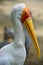Long yellow beak of a white stork bird