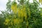 Long yellow panicles of Laburnum anagyroides