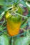 LONG YELLOW POINTED SWEET PEPPER ON A PLANT