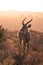 A long young male Kudu Tragelaphus strepsiceros in the Karoo, South Africa