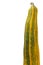 Long zucchini