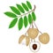 Longan berries on a branch with leaves on a white background.