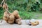 Longan Fresh. A bunch of Longan and Peel on a wooden background with green natural background in the garden from northen Thailand.