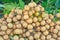 The longan fruit