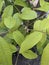 longan fruit leaves that are still ripe