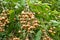 Longan fruit on the tree