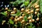 The Longan Fruit Tree - Lychee Close Relative