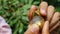 Longan Fruit. Woman Fingers Peeling and Opening one Fruit.