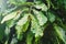 Longan is a leaf spot disease, Unhealthy leaf, Longan leaves that are diseased due to bad weather Must be treated and looked after