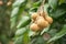 Longan orchards - Tropical fruits