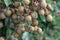 Longan orchards - Tropical fruits young longan